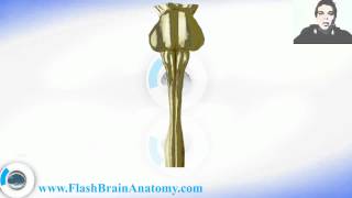 Medulla Spinalis  Spinal Cord Anatomy [upl. by Namie8]