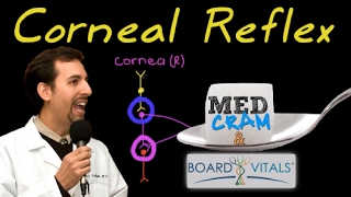 Corneal Reflex Explained Clearly  Exam Practice Question [upl. by Nitas842]