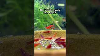 Life cycle of freshwater shrimps Breeding Neocaridina Shrimp freshwatershrimp shrimpbreeding [upl. by Danaher]