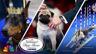 Best Moments of the Show  2024 National Dog Show Presented by Purina  NBC [upl. by Gilliam]