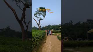 Tea garden 🌱 Sylhet sylhet teagarden bd vlog fyp [upl. by Ramonda569]