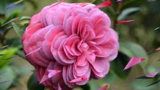 Camellia flower HD1080p [upl. by Ilyse]