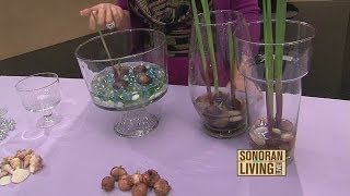 Terri O grows spring bulbs indoors [upl. by Leotie707]