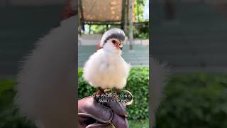 Pygmy Falcon  Smallest Falcon in the World [upl. by Lleinad51]