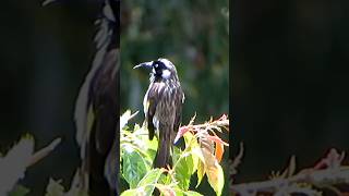 A New Holland Honeyeater perched on a branch meticulously grooming itself [upl. by Yrnehnhoj470]