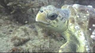 Loggerhead Sea Turtle Nesting Season [upl. by Ennaxor972]