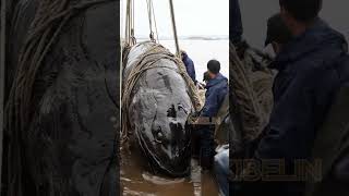 Giant Deep Sea Creature Caught by Fishermen🐙🦑🦀deepseafishing fishingexploration giantseacreature [upl. by Anetta272]