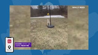 Dog plays tetherball in Topsham [upl. by Mast]