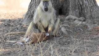 This is Nature Baboon eating baby impala [upl. by Nosahc]