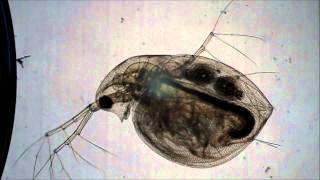 Daphnia Heartbeat [upl. by Yrok665]