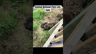 Katmai National Park live cam travel katmai fyp nationalpark bear grizzly adventure alaska [upl. by Leicam]