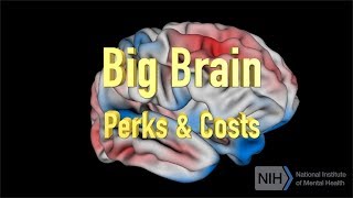 Big Brain  Perks amp Costs [upl. by Leiad]