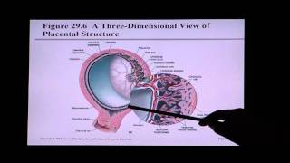 Anatomy and Physiology Help Chapter 29 Development and Inheritance [upl. by Ssew]