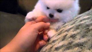 Gorgeous Veronica Teacup White Pomeranian for sale [upl. by Aidin]