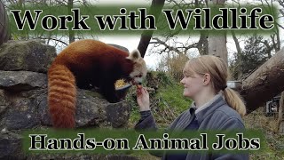 5 Wildlife conservation jobs working hands on with animals that you can do from the UK  Careers [upl. by Blanchette]