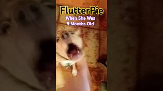 Destroyed House Threatened Shrimp FlutterPie When She Was 5 Months Old funny beagle beaglepup [upl. by Ecnedac793]