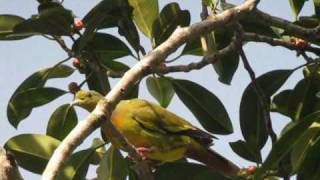 Orangebreasted Green Pigeon Treron bicinctus [upl. by Devon]