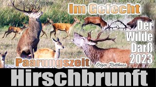 Hirschbrunft 2023 red deer rut FischlandDarßZingstOstseePramortPrerow [upl. by Rednave767]