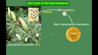 Gymnosperm Pine Life Cycle [upl. by Chassin]