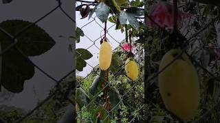 CURUBA la conocías🤔🤔 planta y fruta virales curuba campo frutas cultivos andes shorts [upl. by Marella]