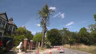 What is Pollarding and why do we do it Tree Surgery with Essex Tree Care [upl. by Octavius]