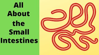 All about the small intestine [upl. by Llevaj]