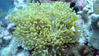 Chagos anemonefish Amphiprion chagosensis [upl. by Carmelo]