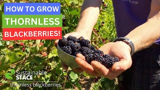 How to Grow Thornless Blackberries [upl. by Dyanna316]