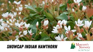 Snowcap® Indian Hawthorn backyardlandscaping gardening outdoorlandscaping [upl. by Aicile]