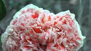 Punica granatum Legrelliae Flowering Pomegranate •‿•❀ [upl. by Auerbach]