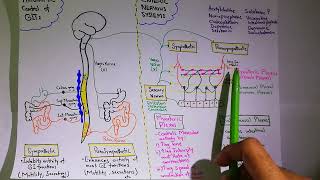 Autonomic control of GIT Chapter 63 part 3 Guyton and Hall Physiology [upl. by Clements942]