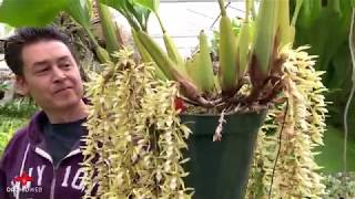 OrchidWeb  Coelogyne rochussenii [upl. by Bunder]