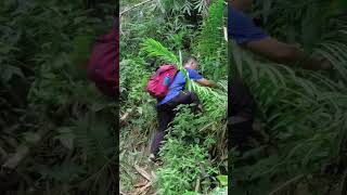 MERINDING  Suara mistis dan tersesat di Hutan Gunung Salak gunungsalak hutanangker shorts [upl. by Fowle114]