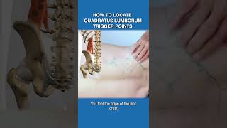 How To Locate Quadratus Lumborum Trigger Points [upl. by Nauqat]