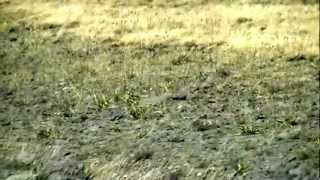 Antelope on Steens Mountain in southeastern Oregon [upl. by Ody]