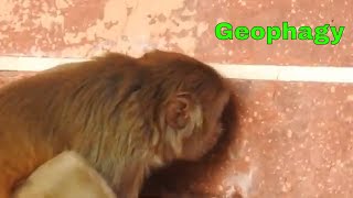 Geophagy Geophagia Mineral or Salt licking by Rhesus Monkey Macaca mulatta Geophagous macaque [upl. by Christal]