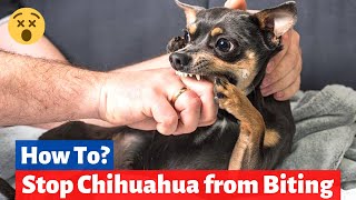 How To Stop your Chihuahua from Biting you  Chihuahua Aggressive Behavior [upl. by Korwin]