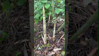 Cut Little Bamboo Shoot farming amazing bamboo [upl. by Culver]