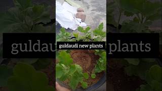 Guldaudi flowers gardening gardeningtips plants [upl. by Eloisa]