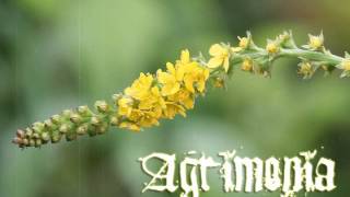 Bach Flower Remedies  Agrimony [upl. by Tung]