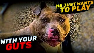 American Pitbull Terrie  Courageous and Beloved Breed  Characteristics [upl. by Ellenar237]