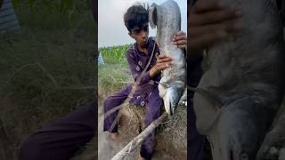 Fishing krtay huay bahut badi fish meli garib ko or iPhone [upl. by Romine]