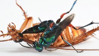 This Wasp Turns Cockroachs into Zombies [upl. by Ellette141]