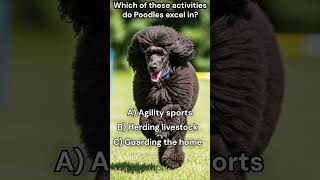 Which of these activities do Poodles excel in [upl. by Flodur]