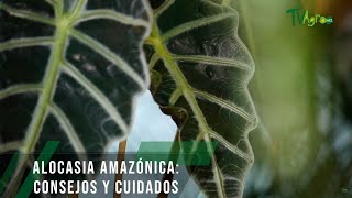 Alocasia amazónica consejos y cuidados  TvAgro por Juan Gonzalo Angel Restrepo [upl. by Idnat]