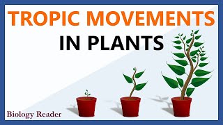 Tropic Movements in Plants  Meaning Tropism Key Points amp Types [upl. by Oiracam532]