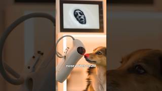 Dogs Nose print… didyouknow funfacts dogs animal nose pets animallife [upl. by Notnad]