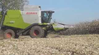 HD  Moisson mais 2014  Lexion 620 et Claas Conspeed 6 rangs [upl. by Dietsche]