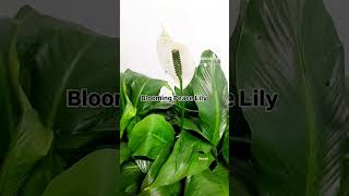 Spathiphyllum botany garden botanicalscience botanylove nature lifescience peacelily [upl. by Kyte]