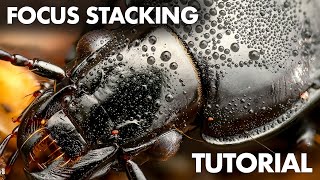 Focus Stacking in Macro Photography – Beginner Tutorial [upl. by Scholem]